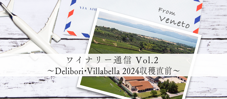 ワイナリー通信 Vol.2 〜Delibori・Villabella 2024収穫直前〜